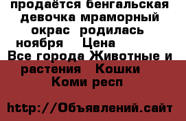 продаётся бенгальская девочка(мраморный окрас).родилась 5ноября, › Цена ­ 8 000 - Все города Животные и растения » Кошки   . Коми респ.